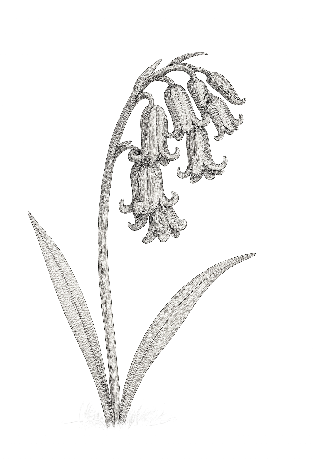 Bluebell sketch